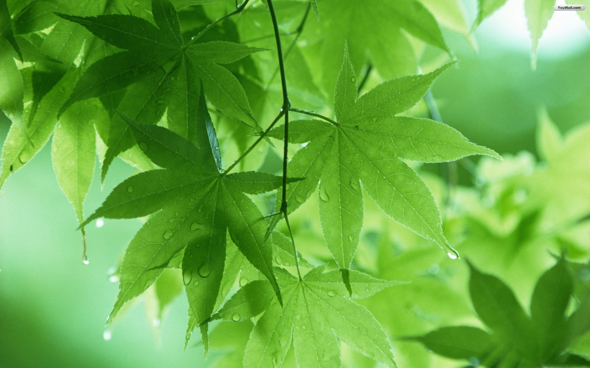 Green Leaf Wallpaper Hd - HD Wallpaper 