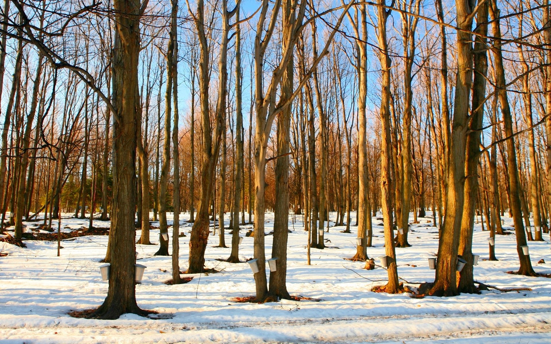 Grove - HD Wallpaper 