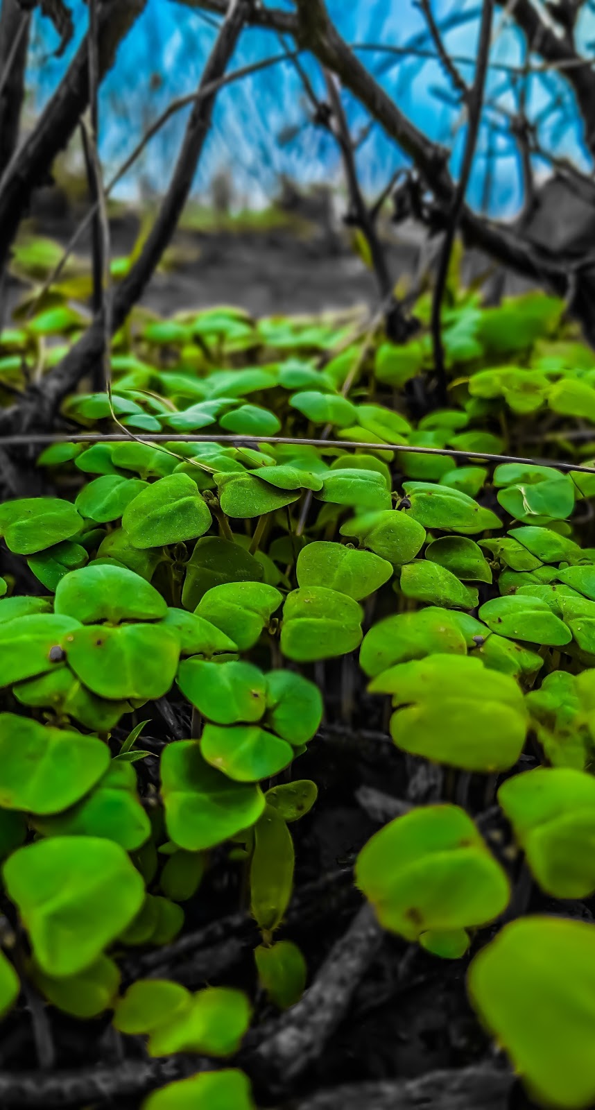 [20 Cool ]free Hd Wallpaper For Mobile - Tree - HD Wallpaper 