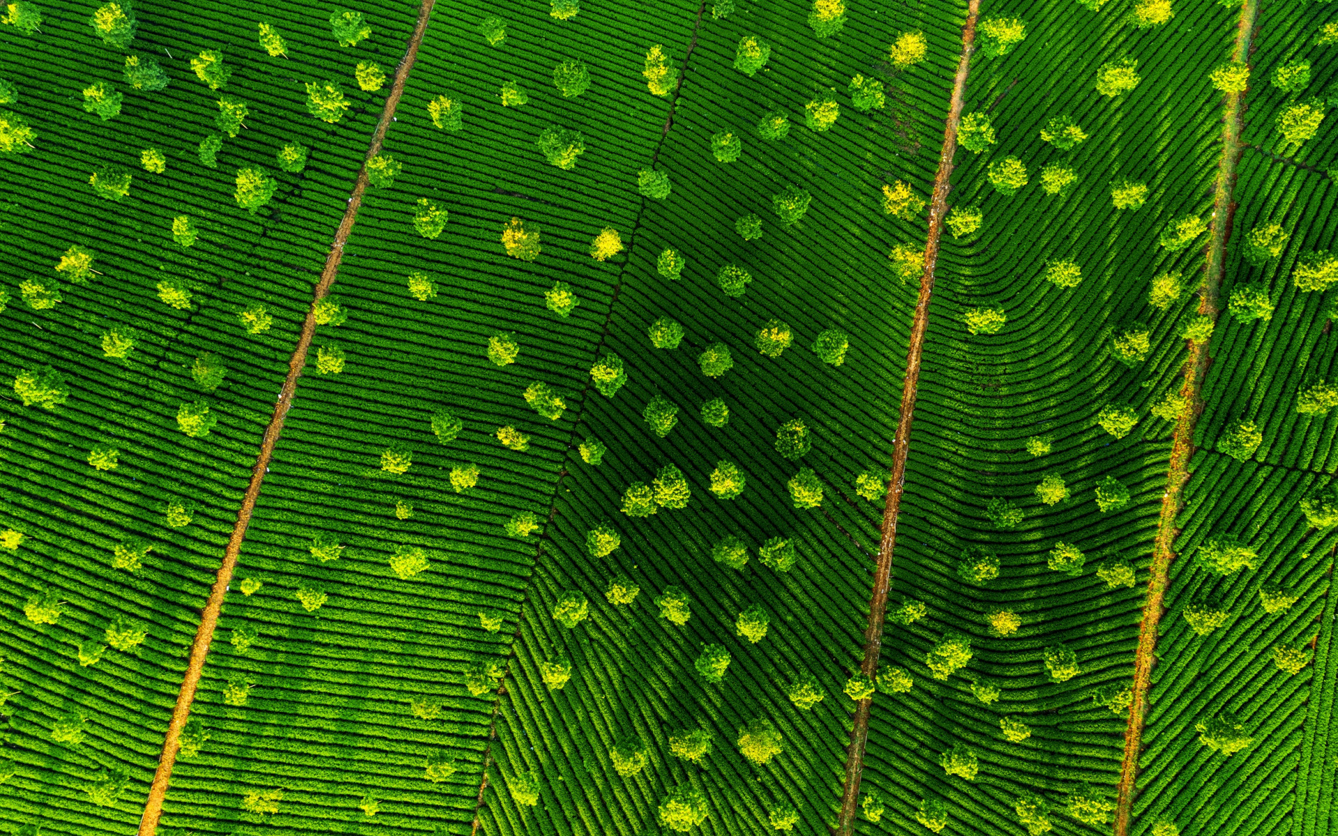 Green Eco Texture, Natural Background, Fields Top View, - Полем Вид Сверху - HD Wallpaper 