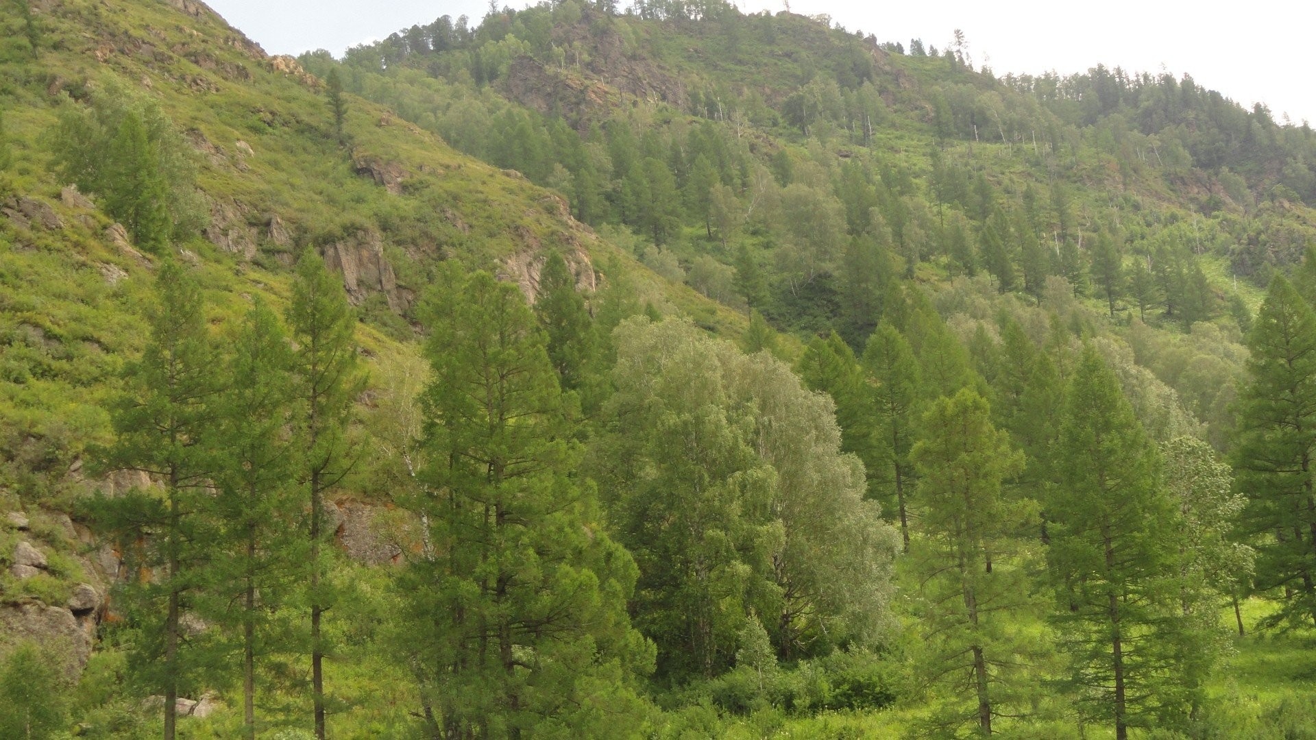 Spruce-fir Forest - HD Wallpaper 