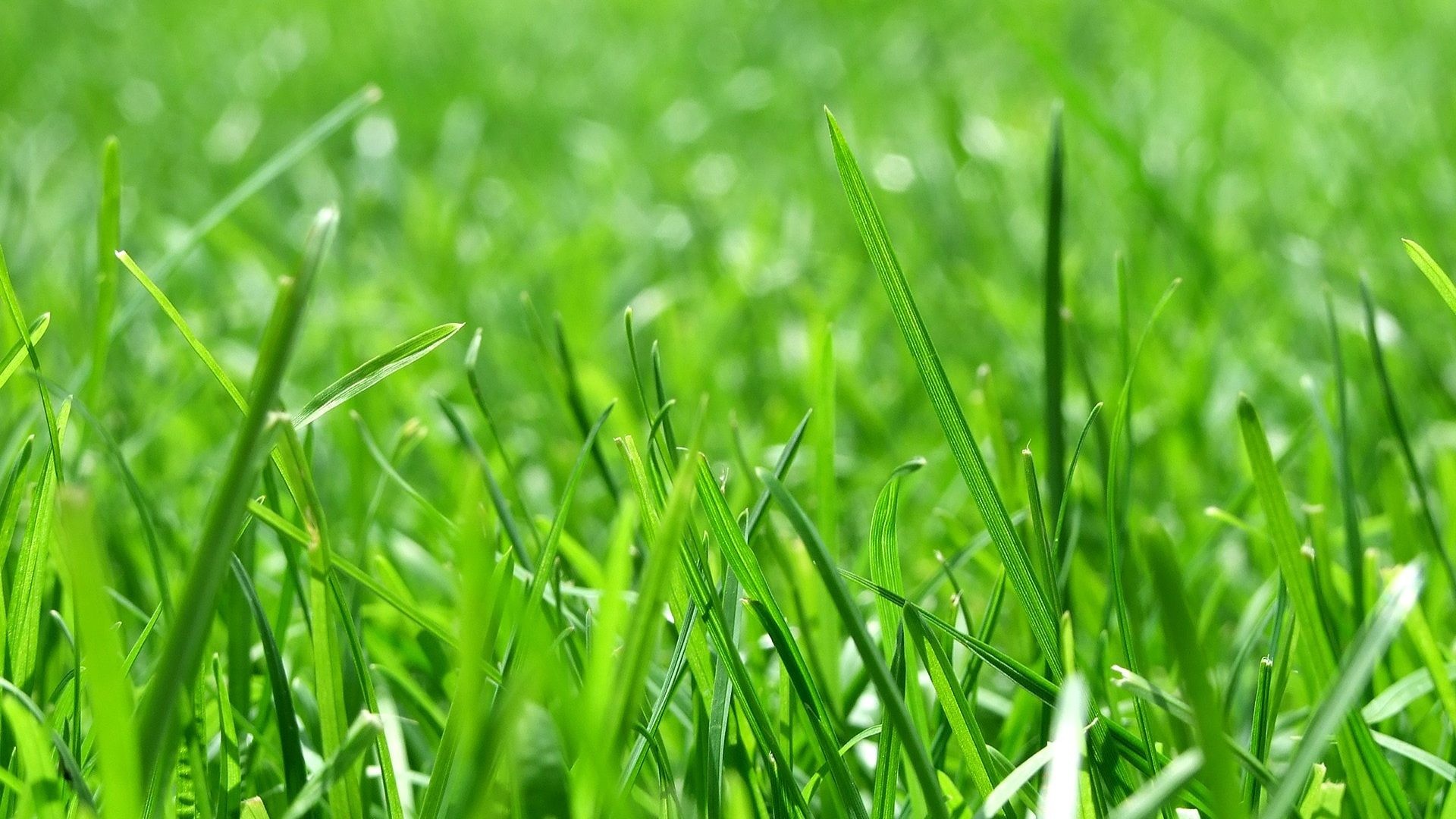 Green Wallpaper Hd 1080p - Wallpaper - HD Wallpaper 