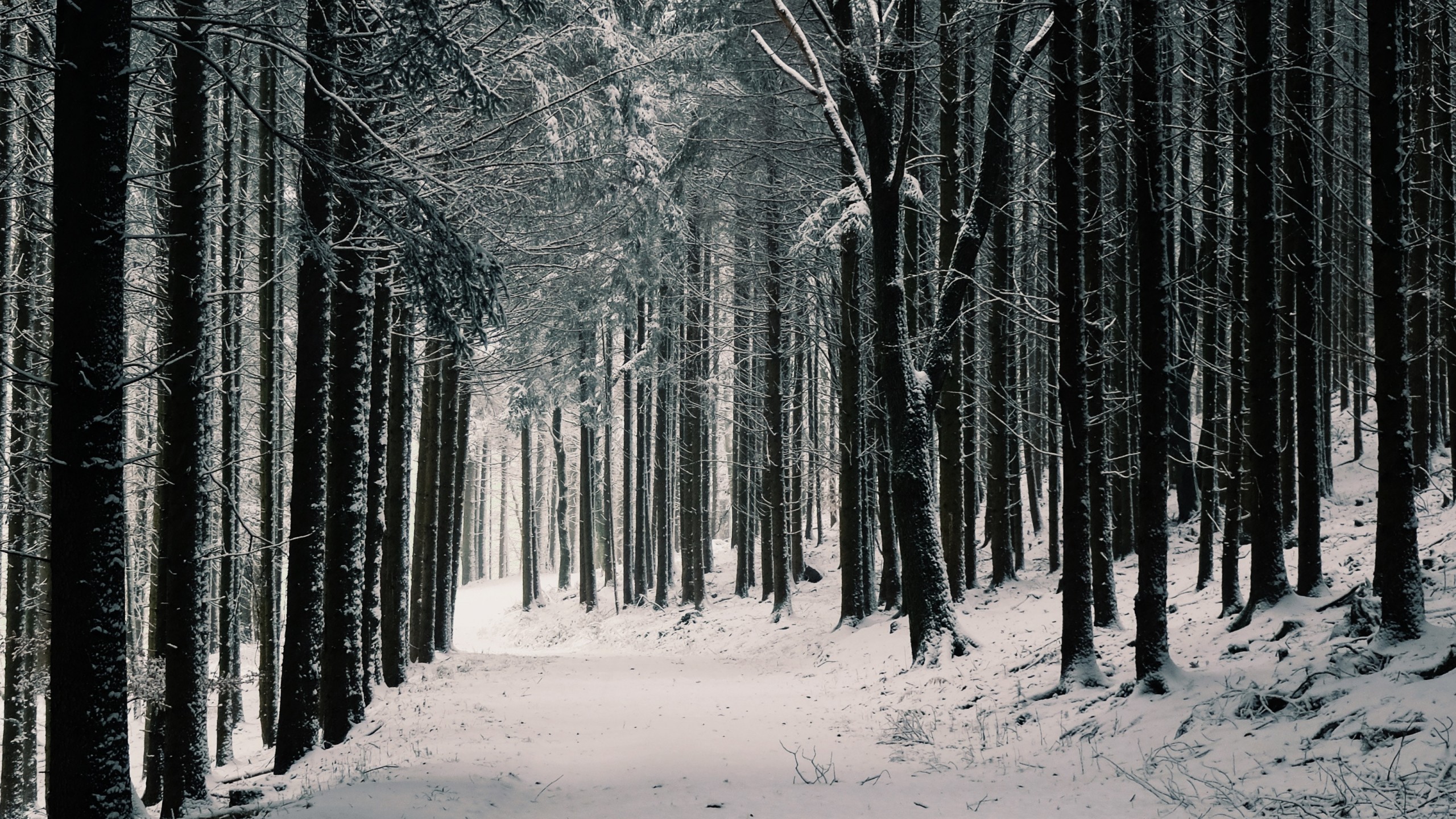 Winter, Forest, Snow, Path, Trees - Iphone Winter Backgrounds Pine Trees - HD Wallpaper 