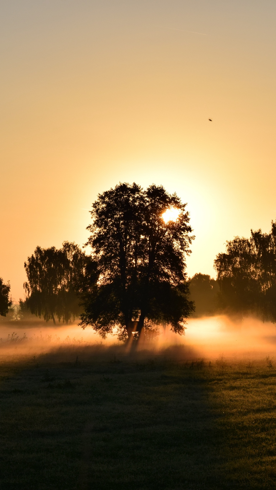 Wallpaper Sunrise, Fog, Trees, Dawn, Morning - Thich Nhat Hanh Quotes Calm - HD Wallpaper 