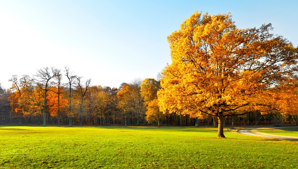 Beautiful, Nature, Green Field, Scenic, Autumn Trees, - Wonderful Place Background Hd - HD Wallpaper 