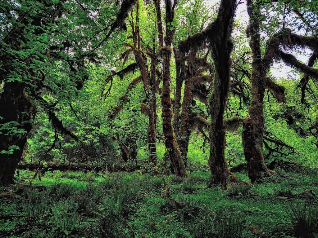 Olympic National Park - HD Wallpaper 