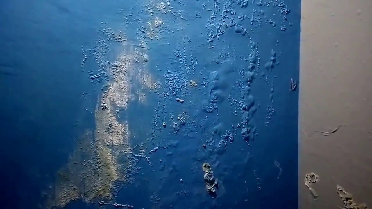 Jamur Putih Di Tembok - HD Wallpaper 