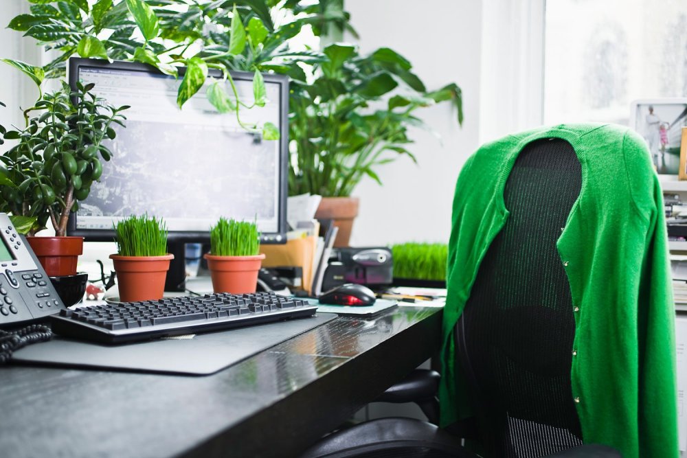 Tanaman Yang Tepat Untuk Lengkapi Keindahan Kantor - Plants On Study Table - HD Wallpaper 