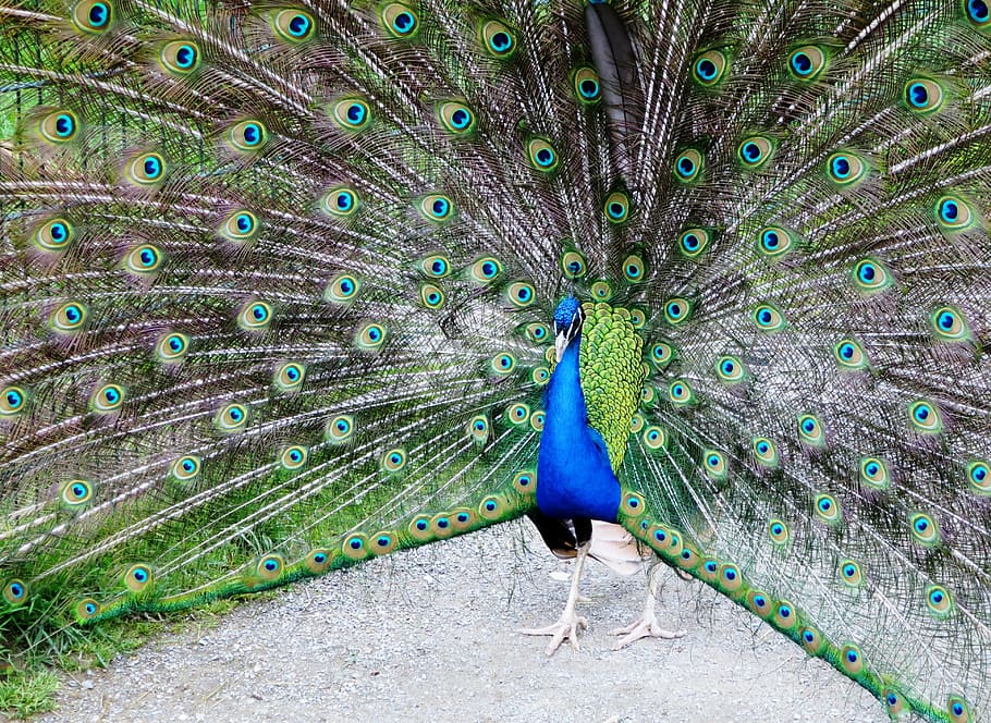 Peacock, Peacock Wheel, Beat Rad, Pride, Plumage, Balz, - Indian Peafowl - HD Wallpaper 