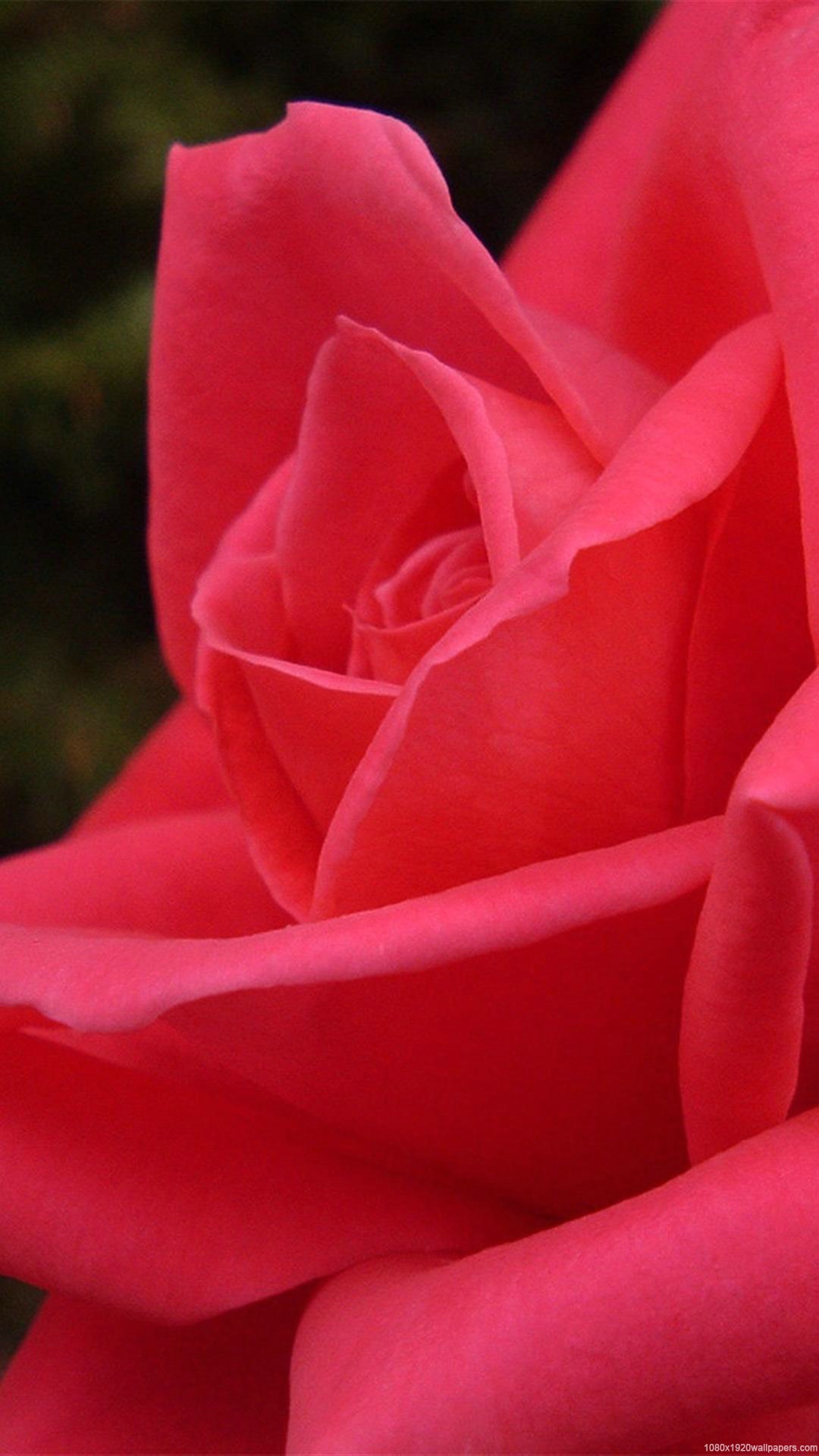 Red Flower Wallpapers Hd - Fondos De Colores Llamativos - HD Wallpaper 