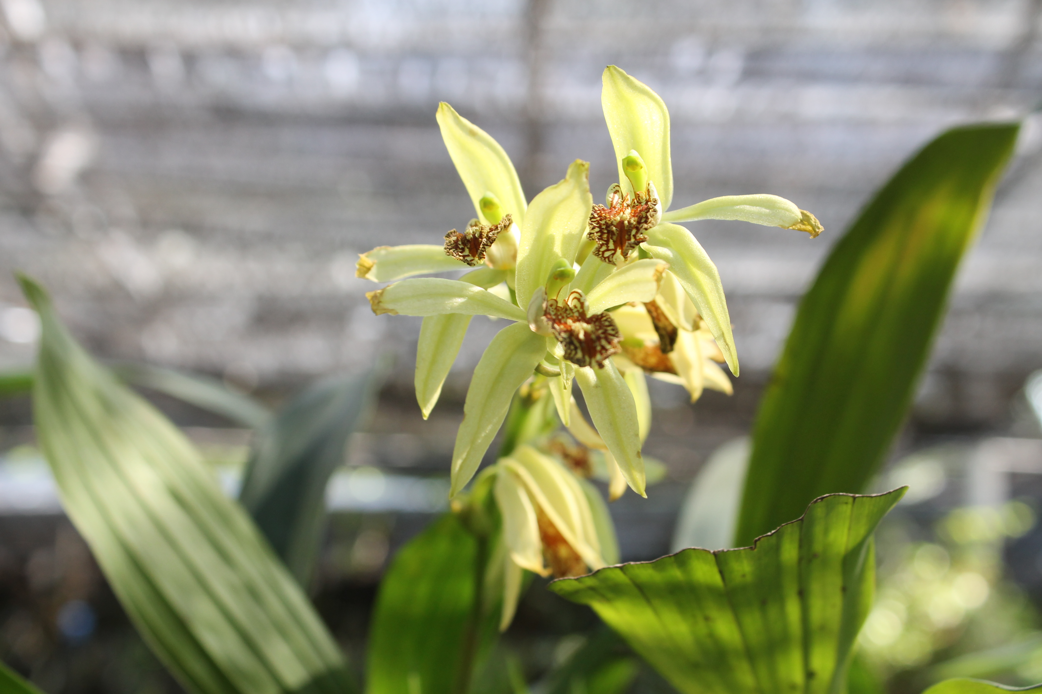 Crown Imperial - HD Wallpaper 