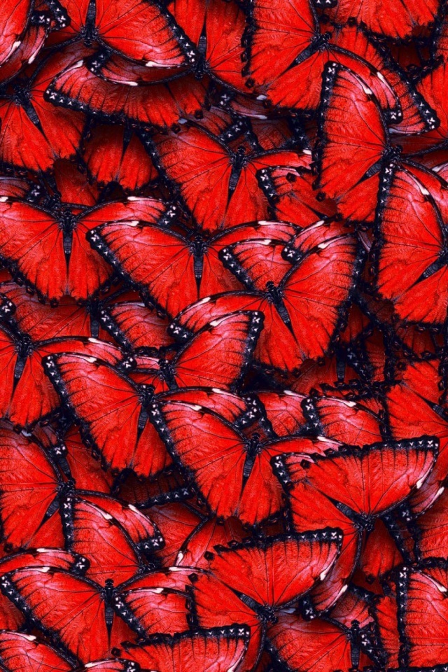 Butterfly Wallpaper Red - HD Wallpaper 