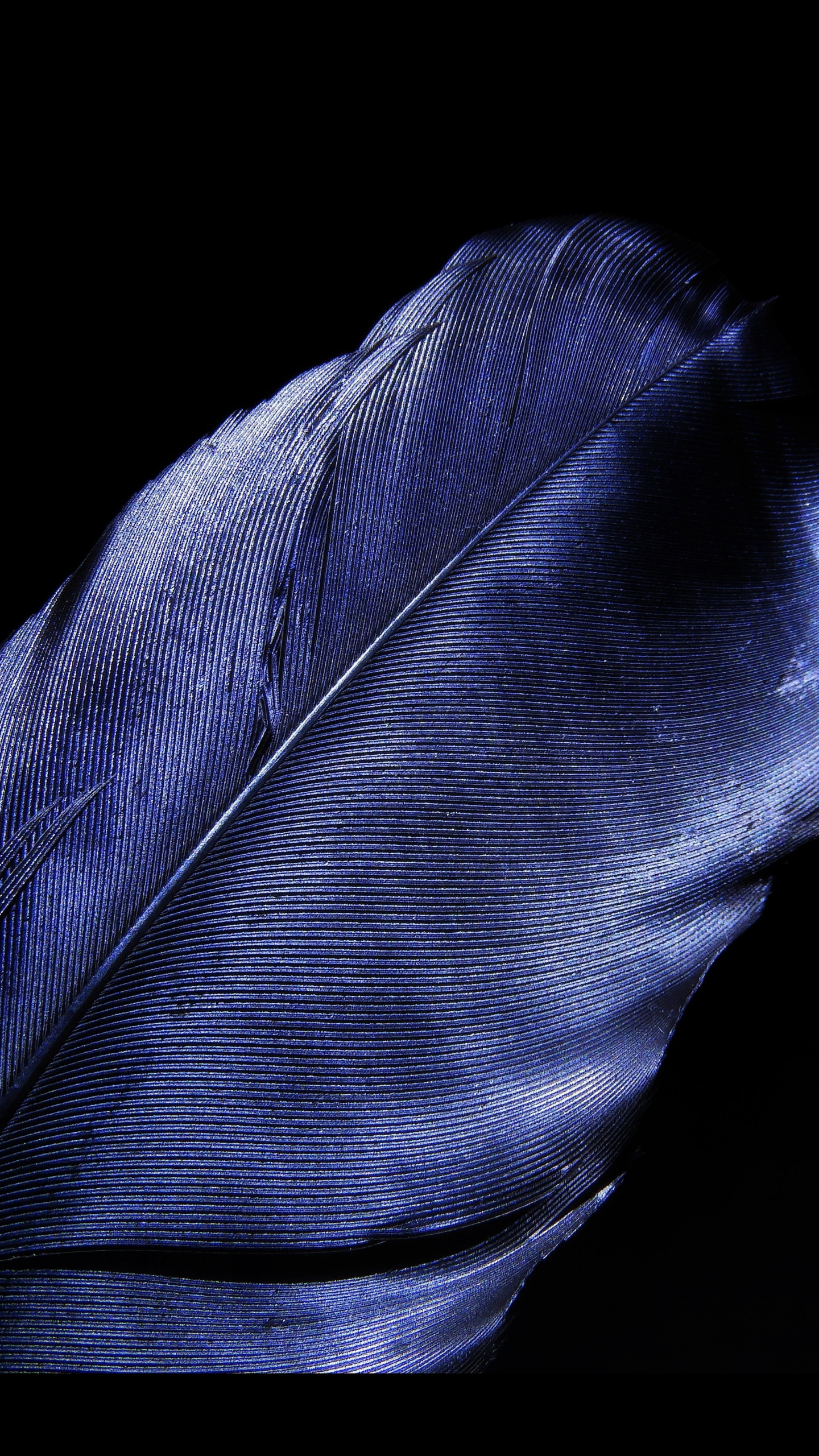 Leaf, Feather, Blue, Dark Black, Wallpaper - Hd Dark Blue Background -  1440x2560 Wallpaper 