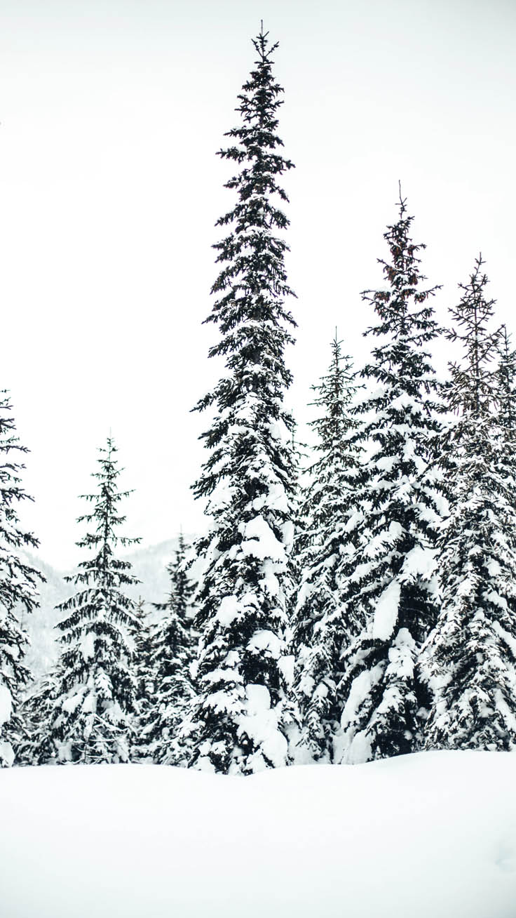 23 Pretty Iphone Xs Max Wallpapers By Preppywallpapers - Snowy Evergreen Iphone Backgrounds - HD Wallpaper 