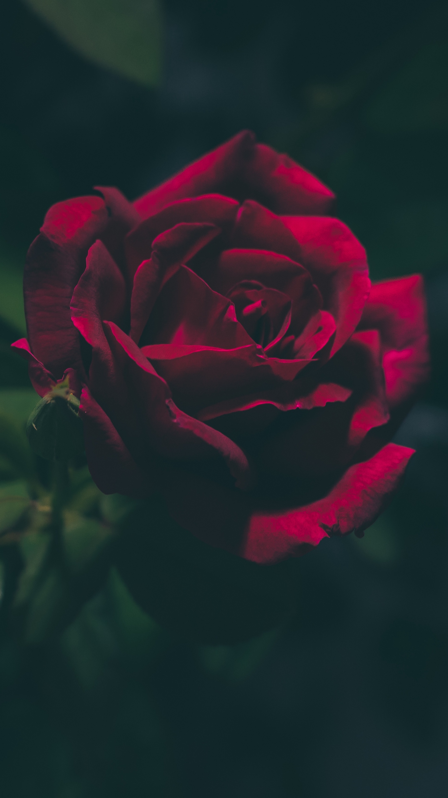 Wallpaper Rose, Bud, Dark - 1080 X 1920 Wallpaper Rose - HD Wallpaper 