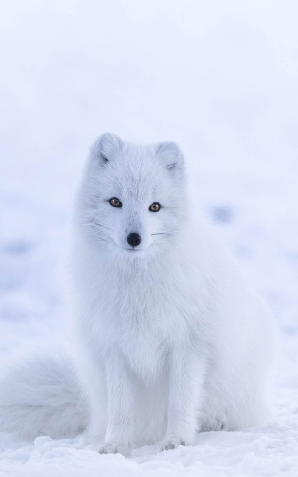 Cute White Arctic Fox - HD Wallpaper 