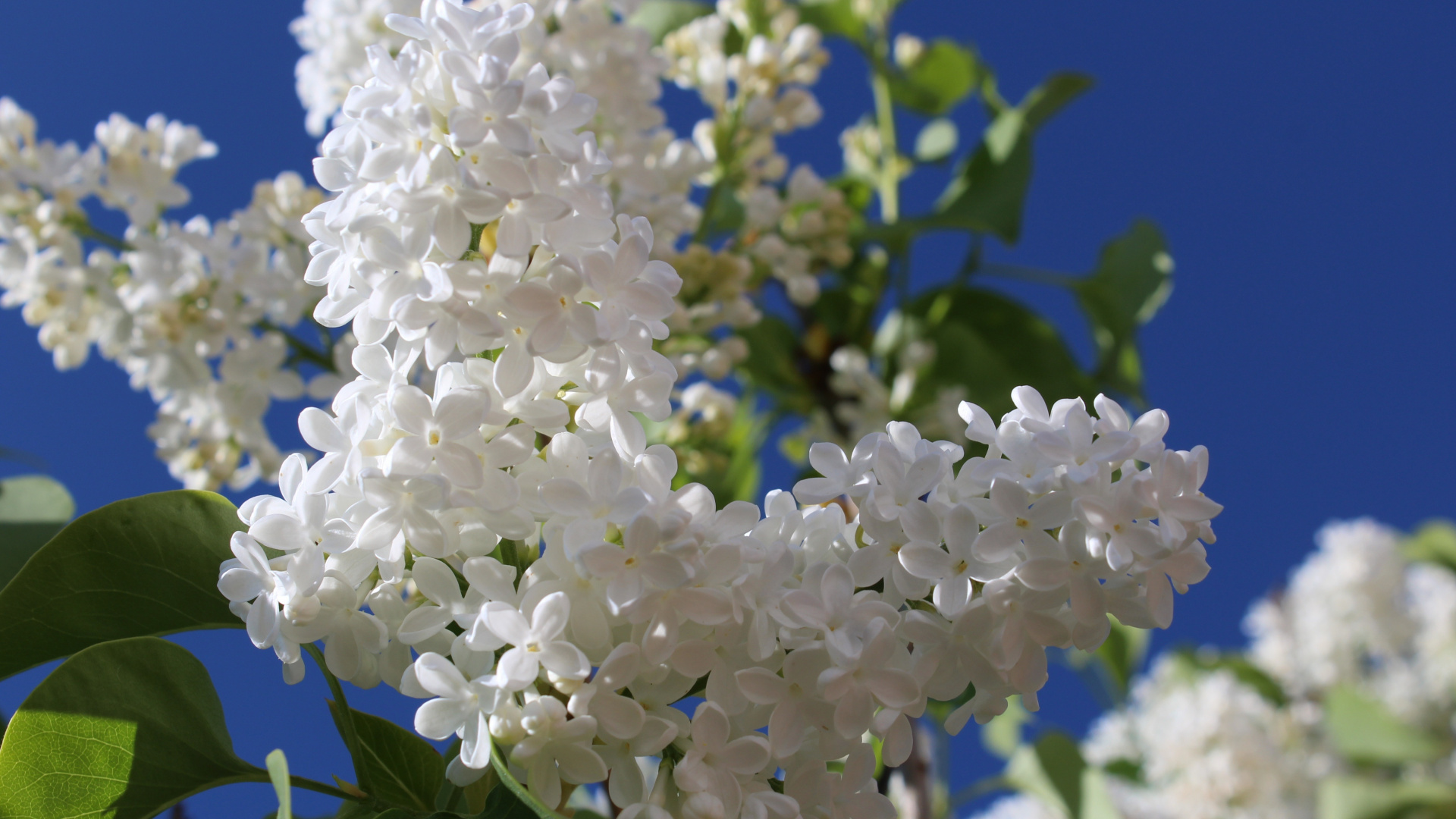 Blossom, Pure White, Flowers, Spring, Wallpaper - Flower - HD Wallpaper 