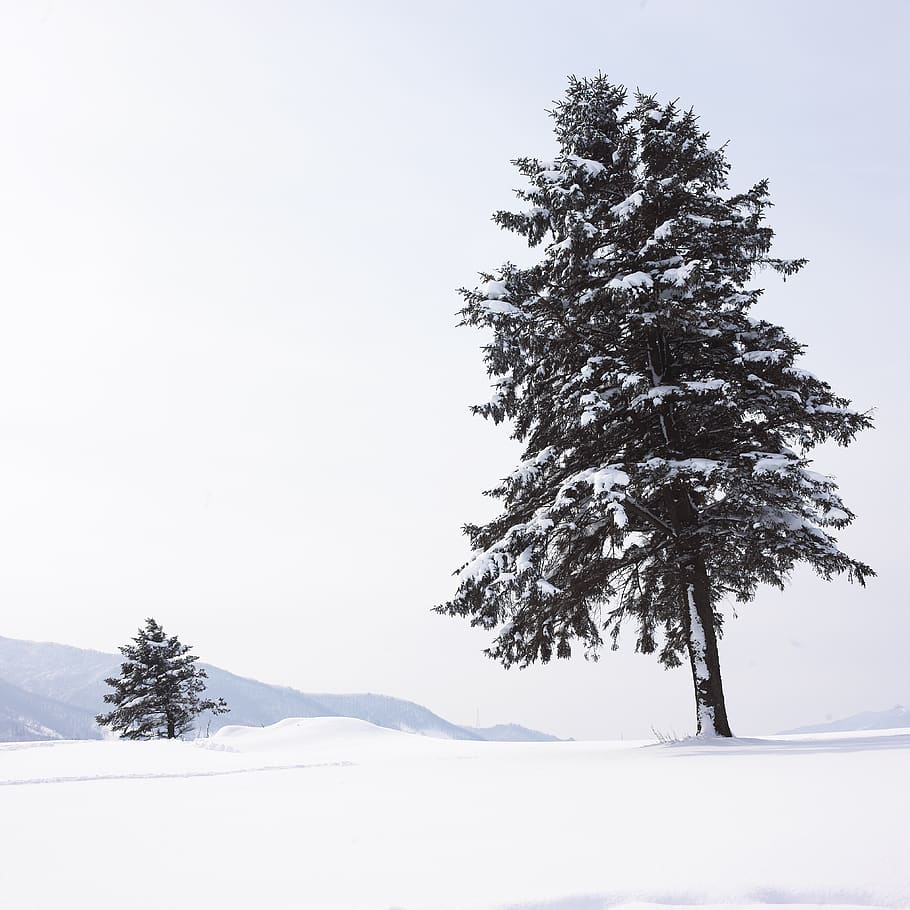 Snow, Narrative, Wood, Winter, Nature, Pure White, - Snow - HD Wallpaper 