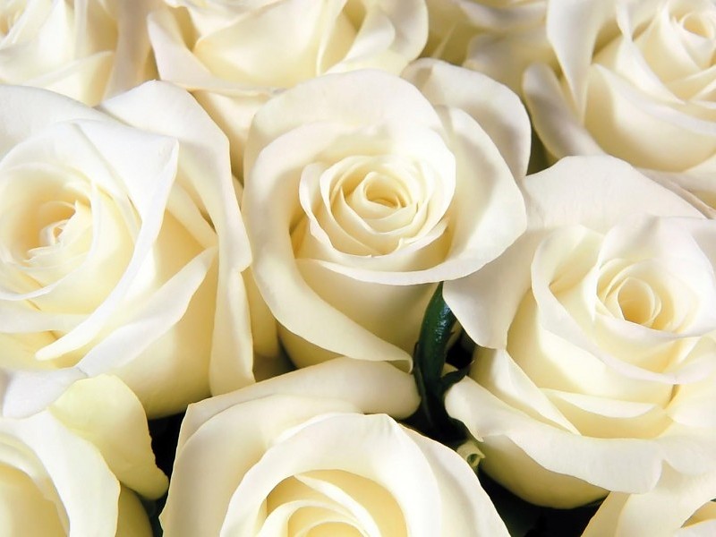 * Pure White Roses * Wallpaper - Вітання З Днем Вчителя - HD Wallpaper 