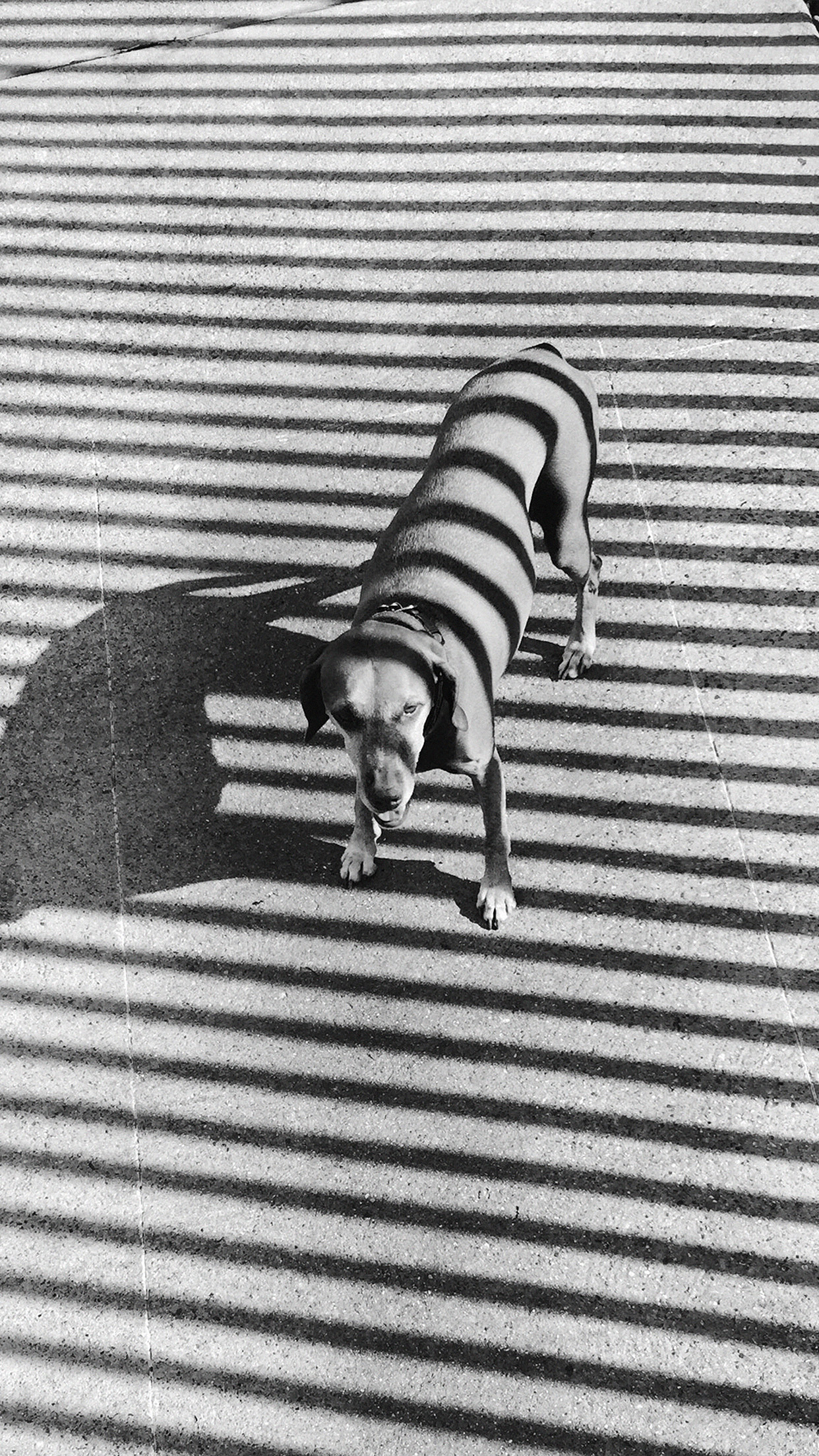 Hot Dog Bw Dark Photography Art Nature Android Wallpaper - Black And White Photography With Iphone - HD Wallpaper 