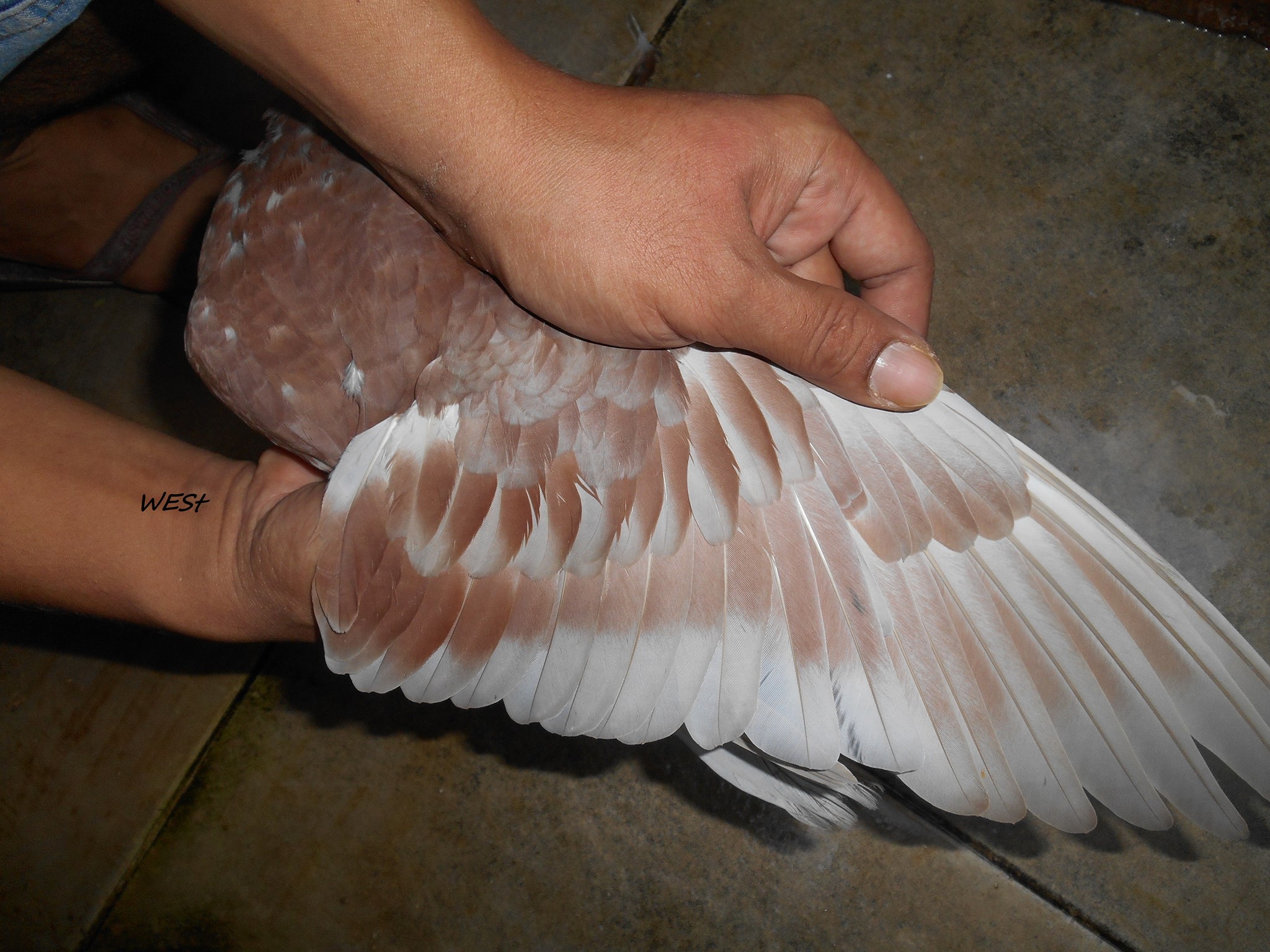 10 Cara Memilih Merpati Yang Bagus - Human Leg - HD Wallpaper 