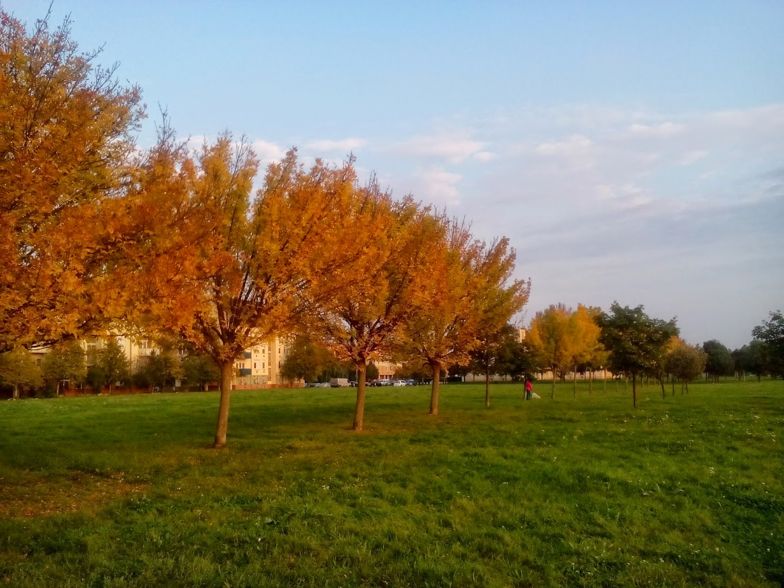 Lenovo A536 Sample Picture - Grove - HD Wallpaper 