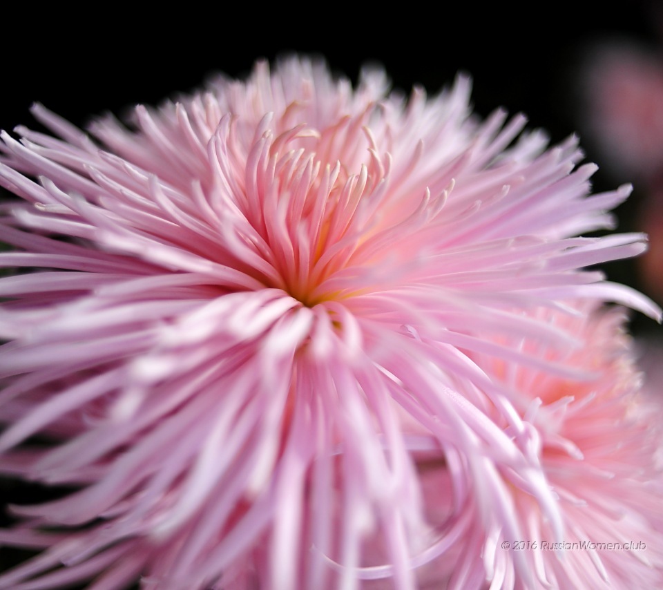 Chrysanthemum Flowers Wallpapers - - Chrysanths - HD Wallpaper 