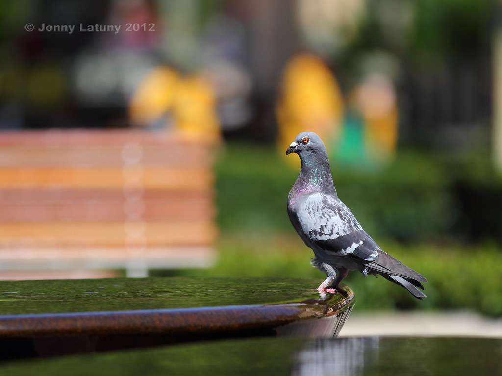 Falconiformes - HD Wallpaper 