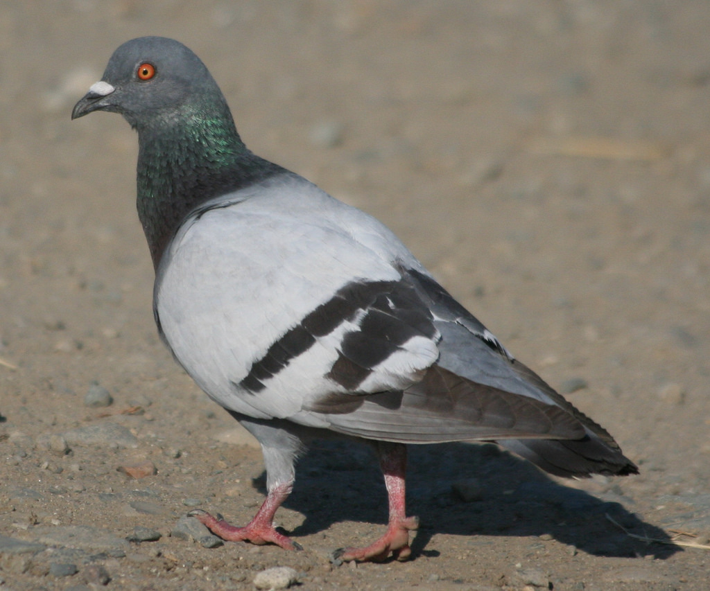 Agfhj - Doves That Look Like Pigeons - HD Wallpaper 