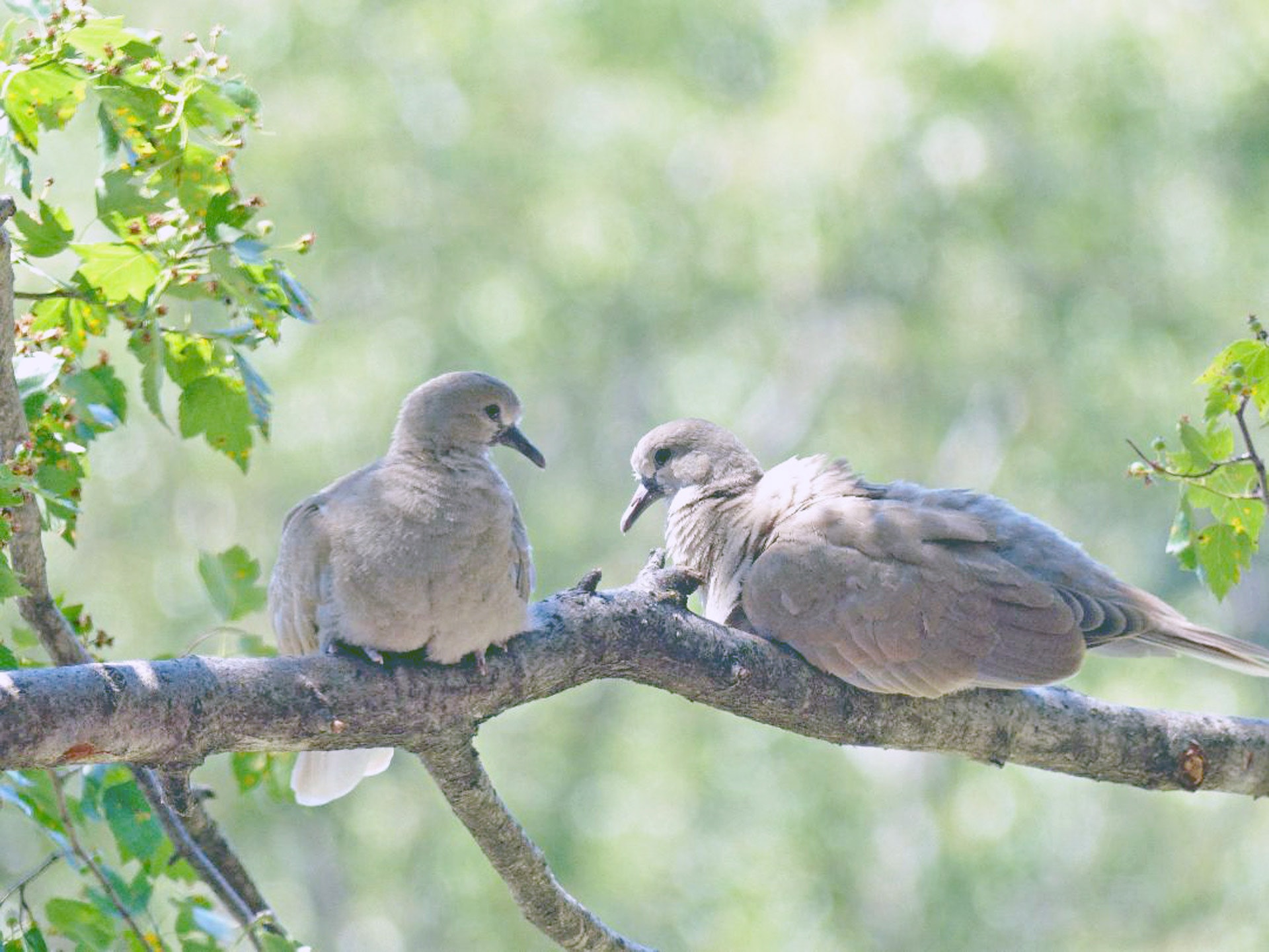 Woodpecker Finch - HD Wallpaper 