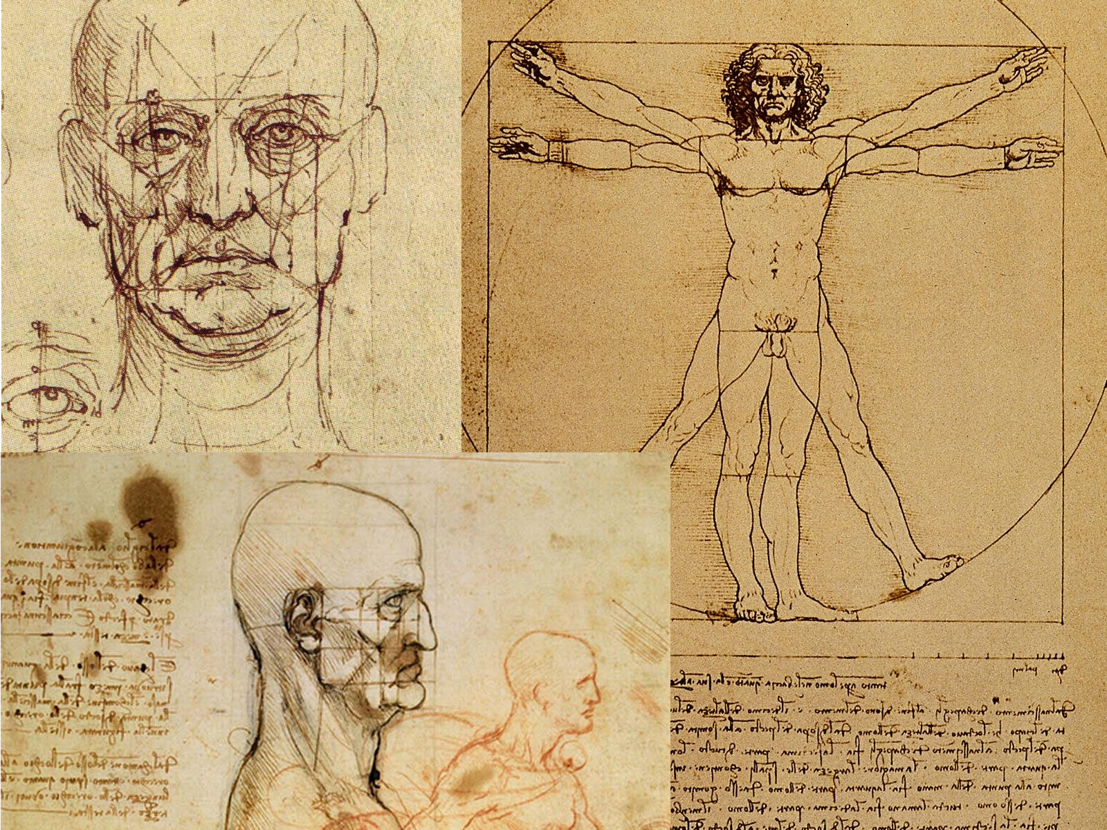 Make Your Information Matter - Da Vinci Face Anatomy - 1600x1200 Wallpaper  