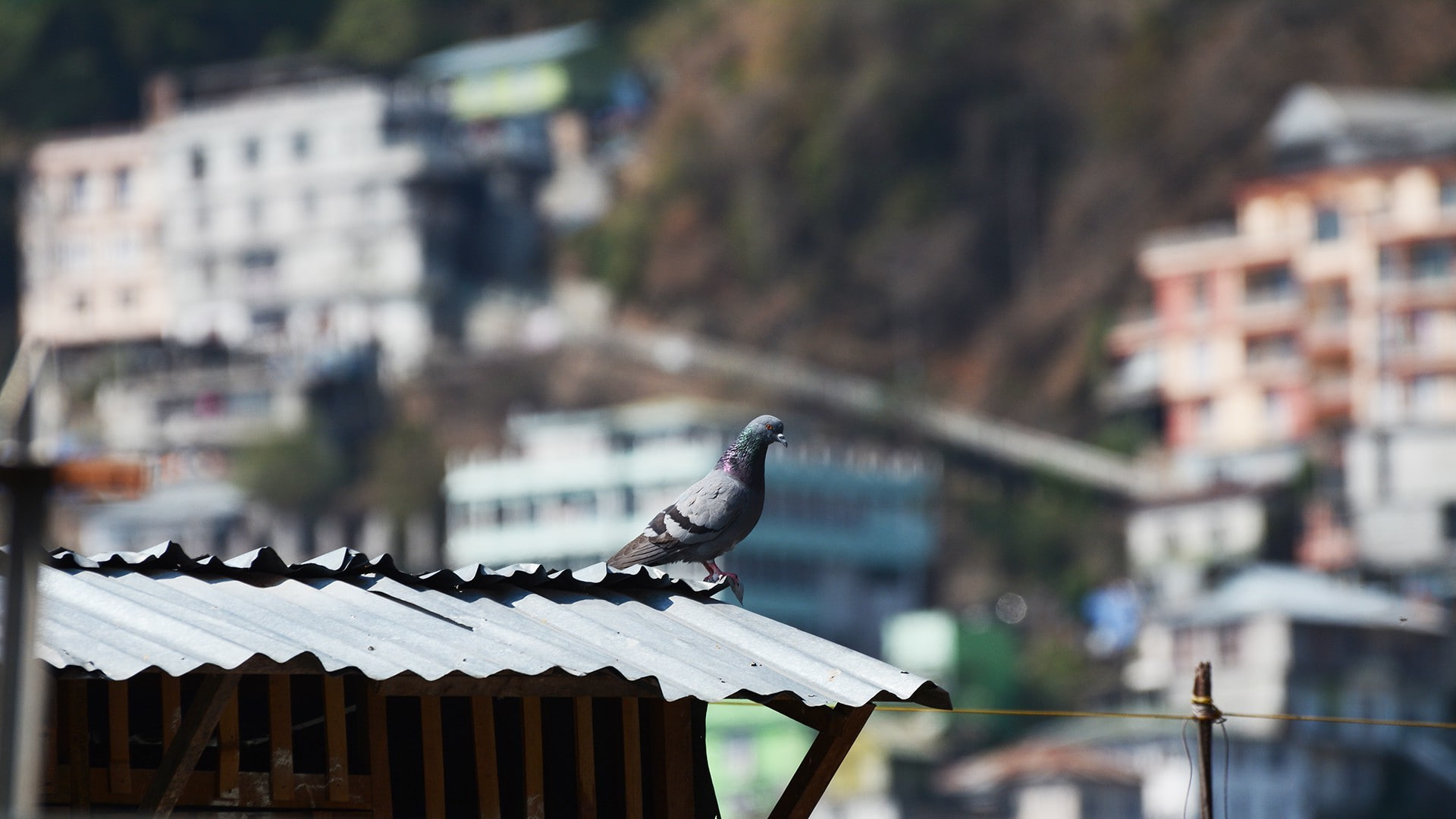 Rock Dove - HD Wallpaper 