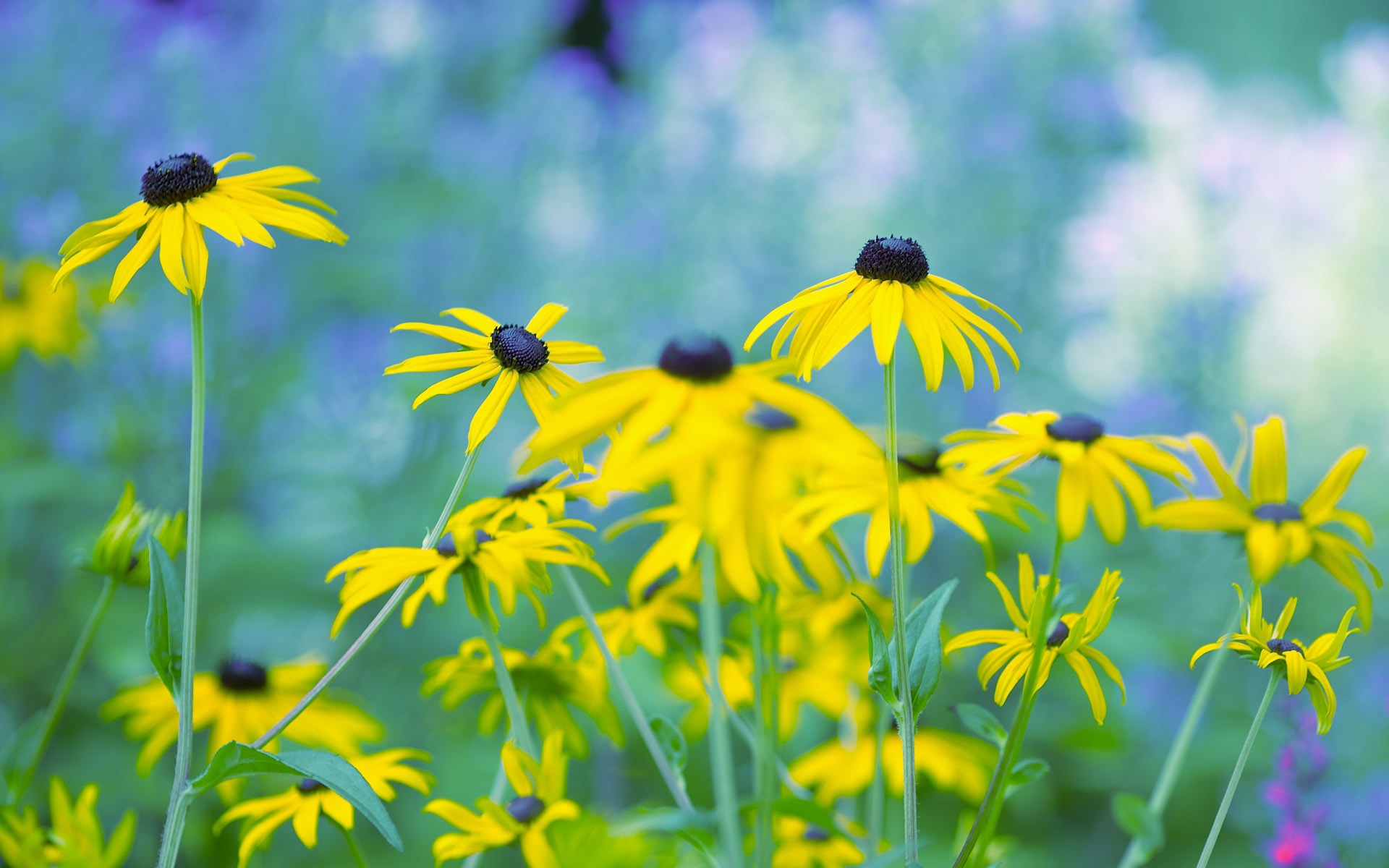Black-eyed Susan - HD Wallpaper 