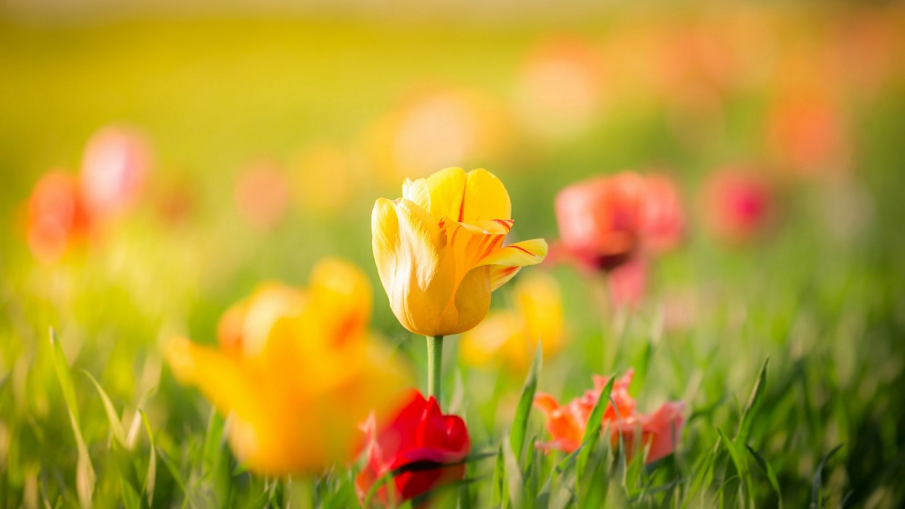 Spring Yellow Tulips Flowers Bokeh - Flower Bokeh - HD Wallpaper 