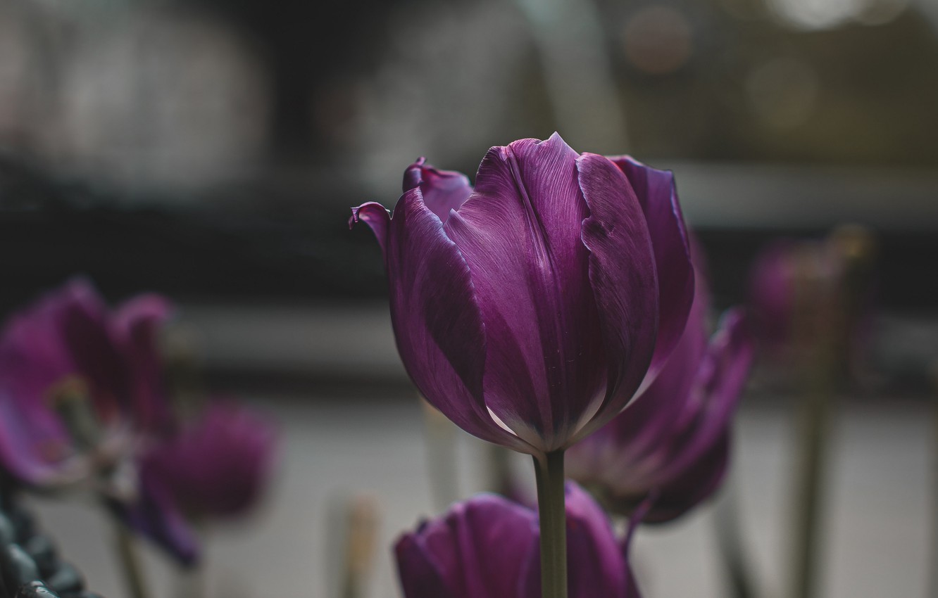 Photo Wallpaper Nature, Flowers, Macro, Tulips, Blur, - Iphone Xr Purple Tulip - HD Wallpaper 