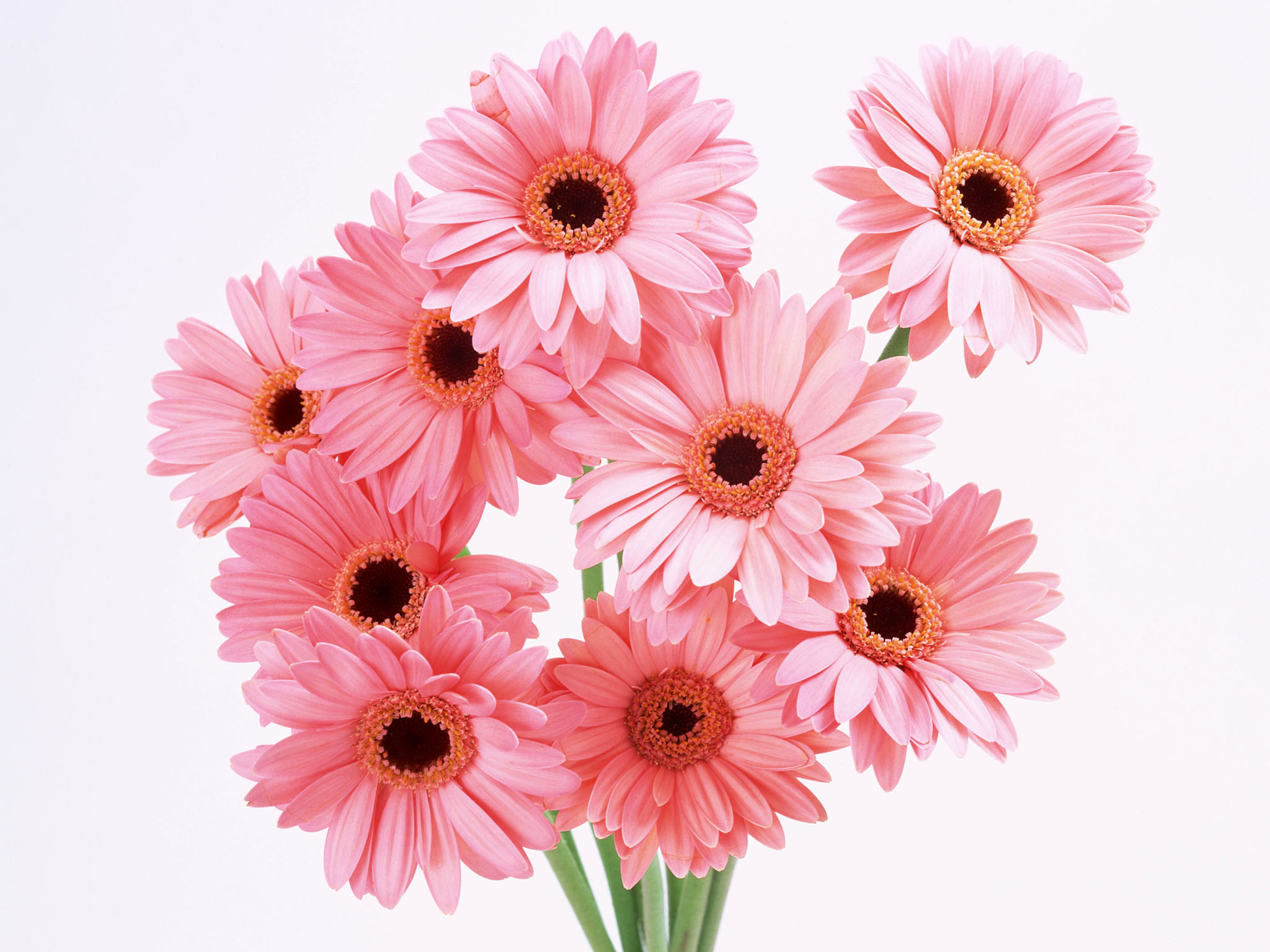 Flowers Photo - Pink Daisy Bouquet Png - HD Wallpaper 