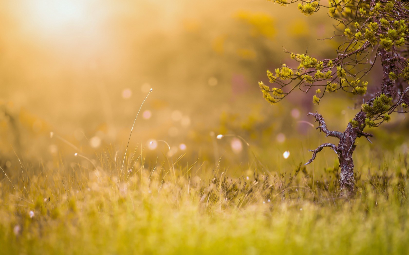 Morning Sun Nature - 1680x1050 Wallpaper Morning Sun Nature - 1680x1050 Wallpaper