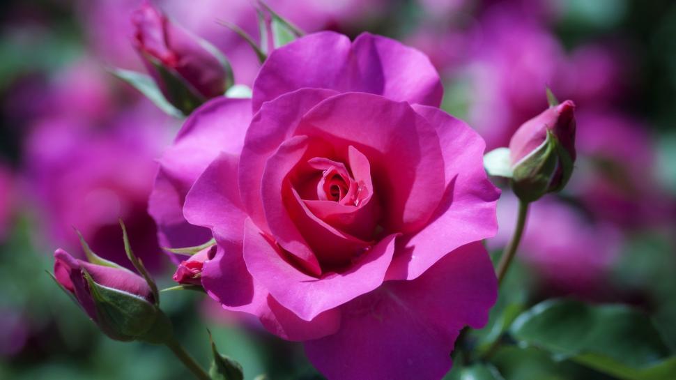 Rose, Flowers, Pink, Buds, Macro, Bokeh Wallpaper,rose - Flower Images Rose Full Size - HD Wallpaper 