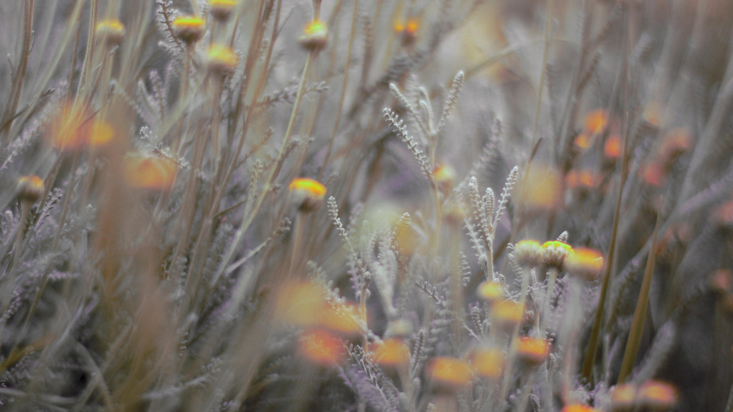 Full Hd Flower Bokeh 2560x1440 Wallpaper teahub.io