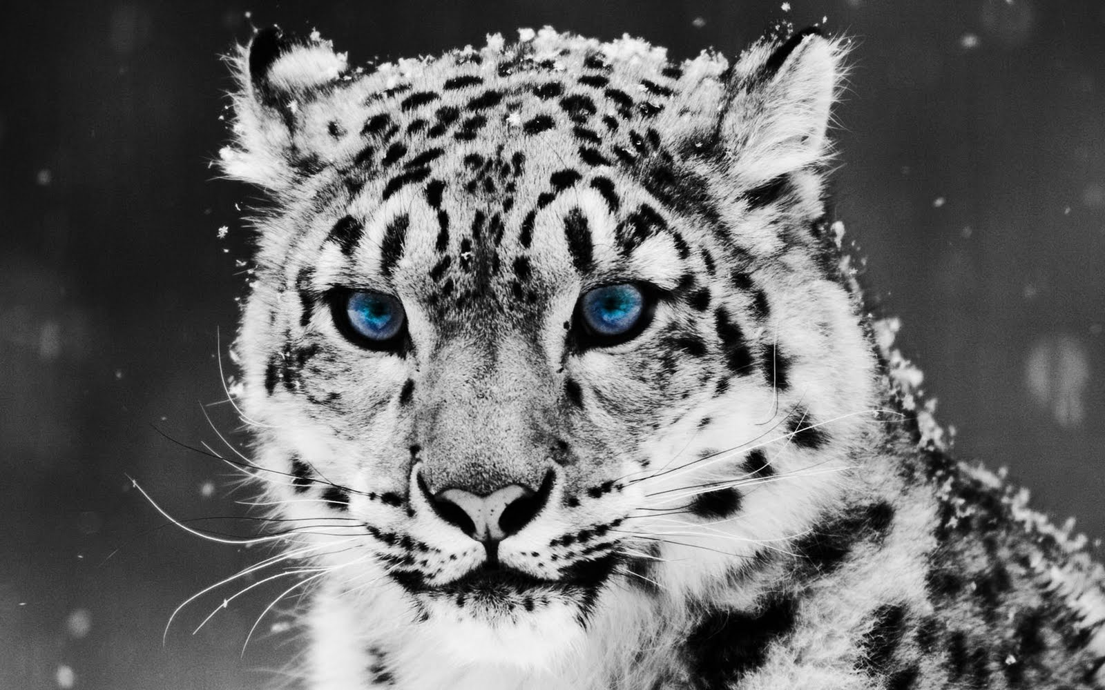 Snow Leopard Wallpaper Desktop 1600x1000 Wallpaper Teahub Io