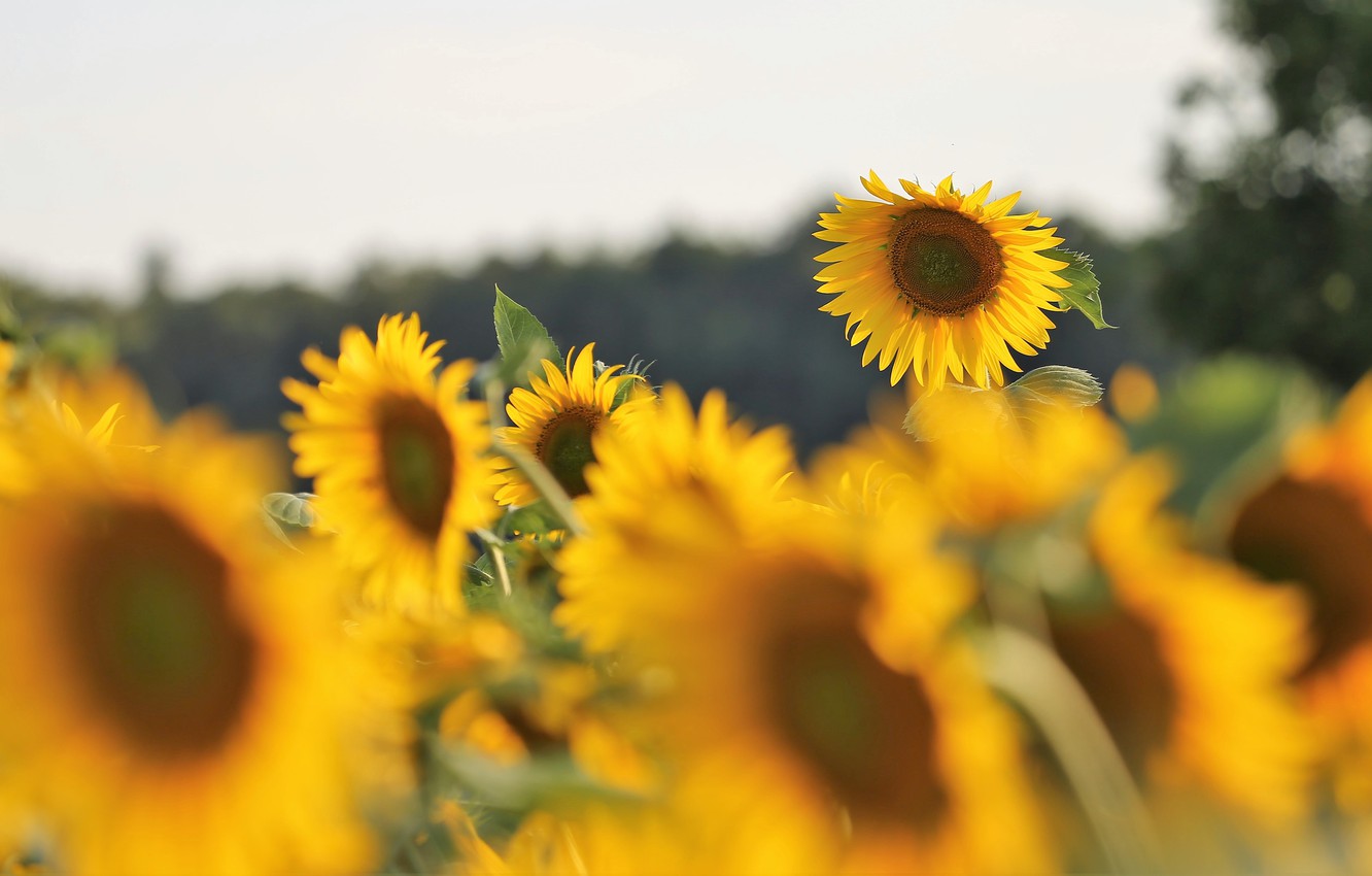 Photo Wallpaper Field, Summer, The Sky, Sunflowers, - Indesign Free - HD Wallpaper 