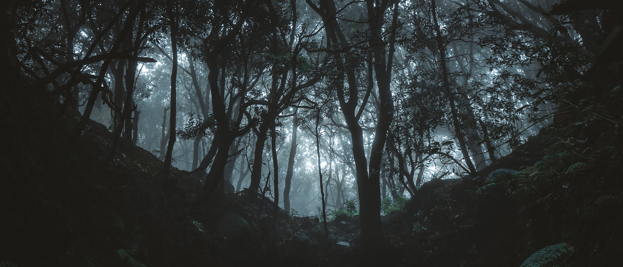 Dark Forest Trees - HD Wallpaper 