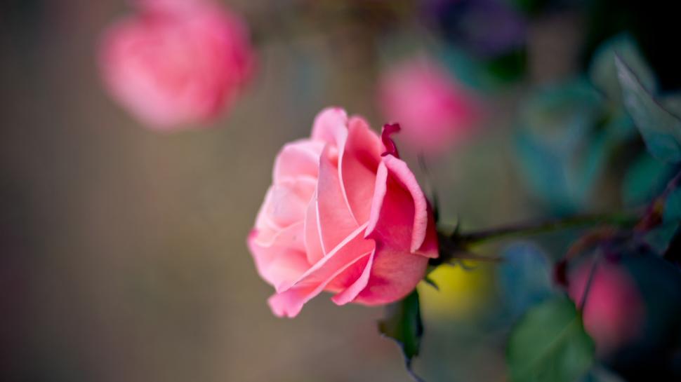 Pink Rose Flower Macro Photography, Bokeh Wallpaper,pink - Sadaf Name Meaning In Urdu - HD Wallpaper 