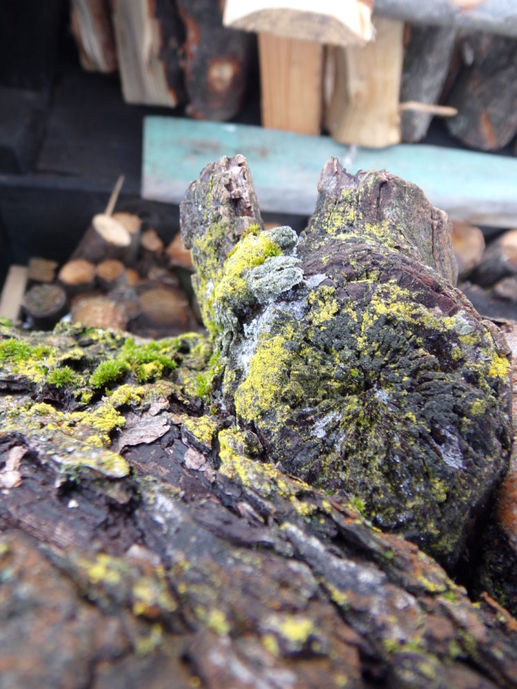 Lizard - HD Wallpaper 