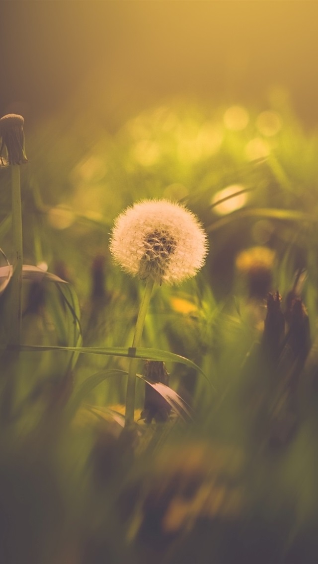 Iphone Wallpaper Dandelion, Bokeh, Summer - Wallpaper - HD Wallpaper 
