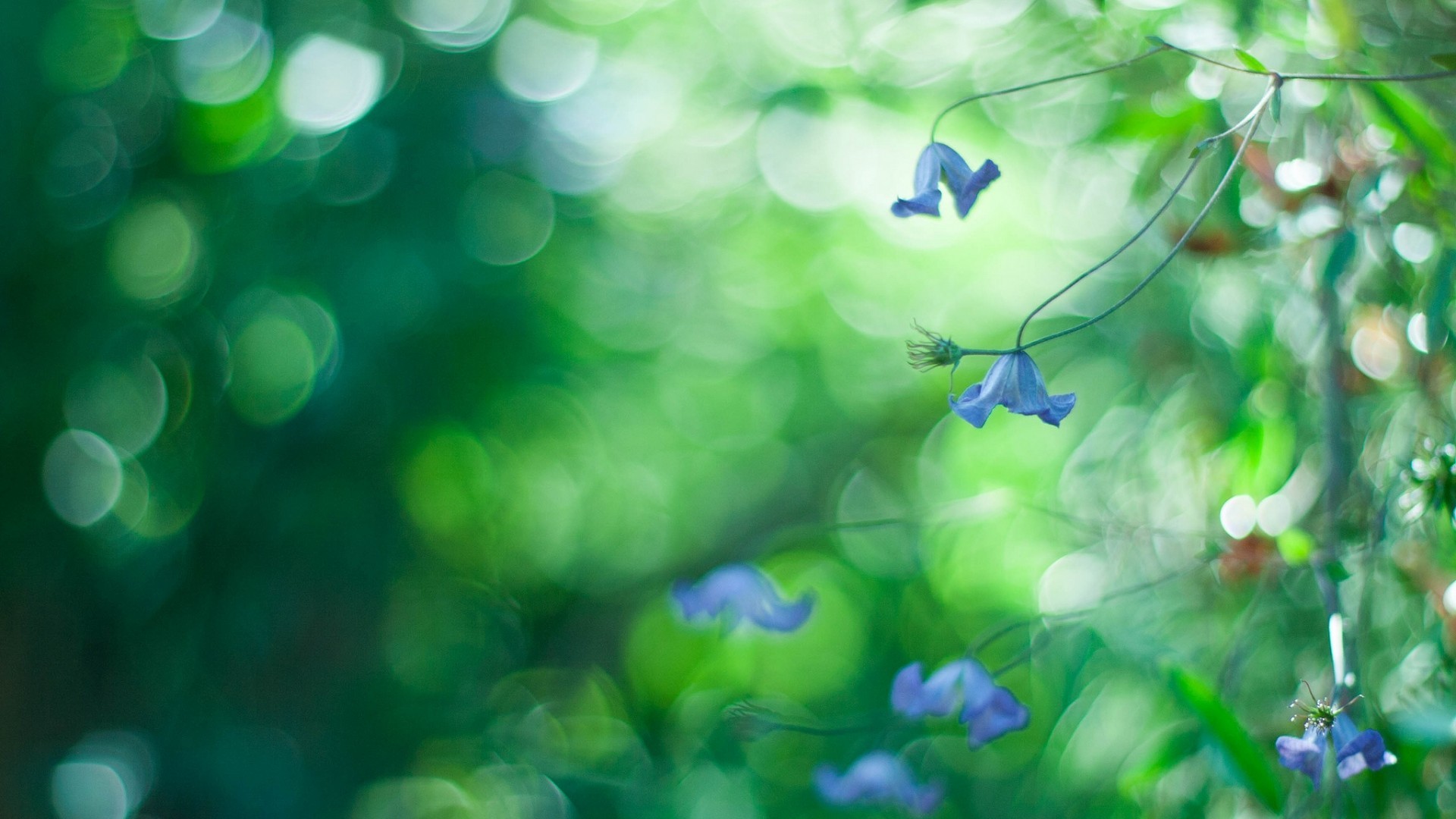 Blue Flowers, Bokeh, Photography - Nature Bokeh Photo Effect - HD Wallpaper 
