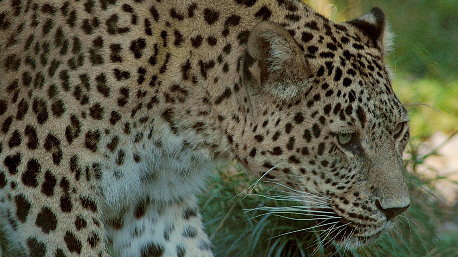 Wildlife Leopard Wallpaper - Ultra Hd Leopard Hd Wallpaper For Mobile - HD Wallpaper 