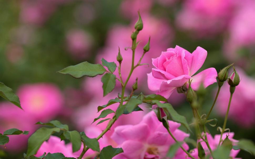 Pink Rose, Flowers, Buds, Bokeh Wallpaper,pink Hd Wallpaper,rose - 1080p  Pink Rose Flower Images Hd - 970x606 Wallpaper 