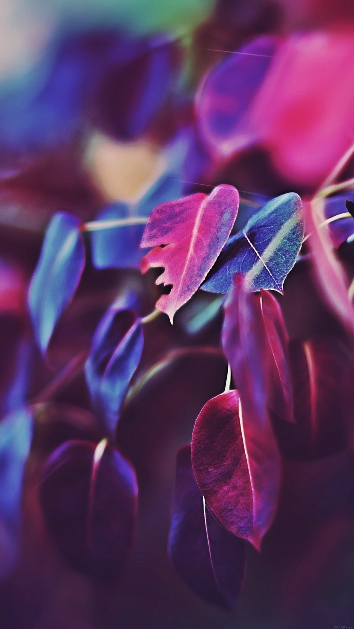 Fall Leaf Flower Bokeh Nature Android Wallpaper - Purple Fall - HD Wallpaper 