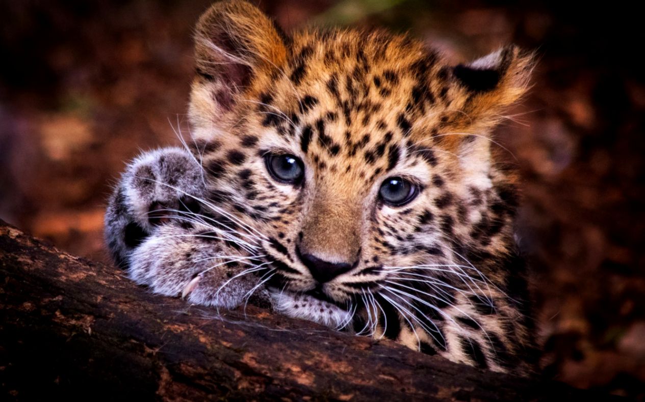 Wallpaper Eyes Look Face Kitty Background Portrait - Baby Leopard - HD Wallpaper 